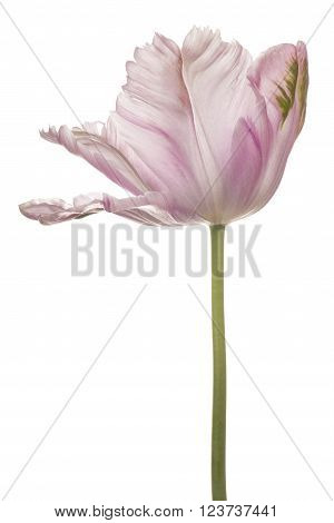 Tulip