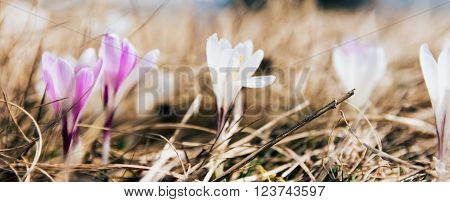 crocus wood reed garden gardening rural spring