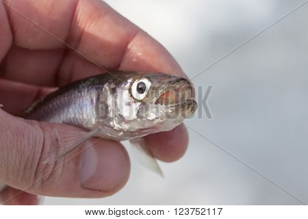 love smelt fish in hand close up