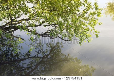 scenic branch of willow tree with young spring leafs above calm river waters