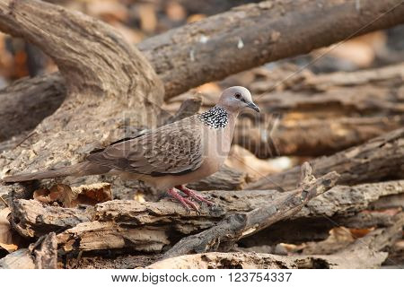The spotted dove bird on the timber