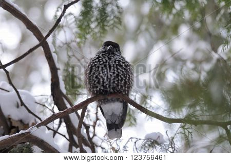 Perching Spotted nutcracker (Nucifraga caryocatactes) in winter forest. Moscow region Russia