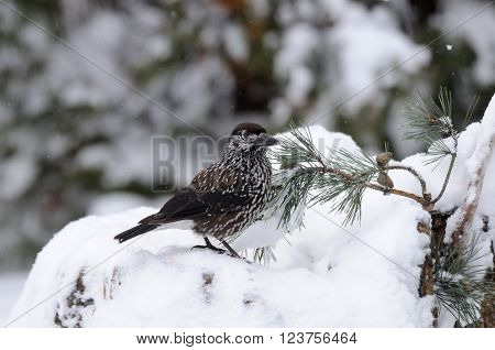 Spotted nutcracker (Nucifraga caryocatactes) on the snowdrift in winter forest. Moscow region Russia