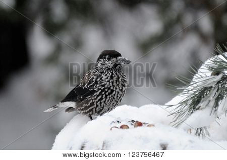 Perching Spotted nutcracker (Nucifraga caryocatactes) in winter forest near nuts. Moscow region Russia