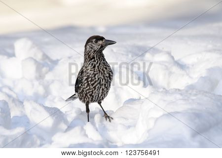 Spotted nutcracker (Nucifraga caryocatactes) in snow. Moscow region Russia