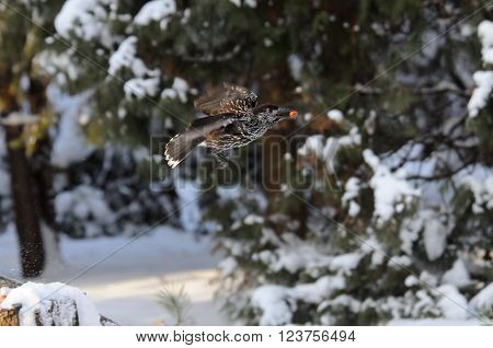 Flying Spotted nutcracker (Nucifraga caryocatactes) with a nut in winter forest
