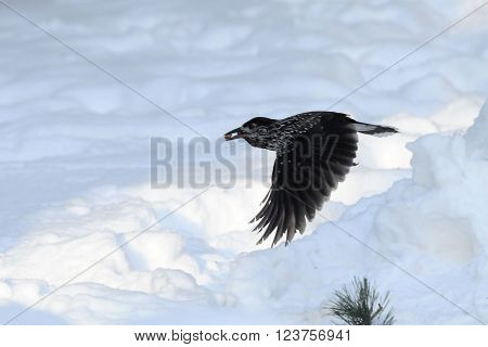 Flying Spotted nutcracker (Nucifraga caryocatactes) with nuts above snow. Moscow region Russia