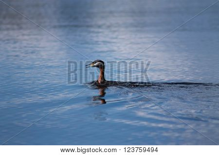 Red-necked Grebe hunting fish. This Red-necked Grebe is hunting by diving to catch fish