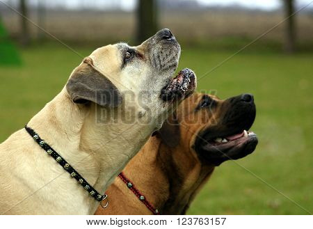 Big dog. Older boerboel. South African Bulldog