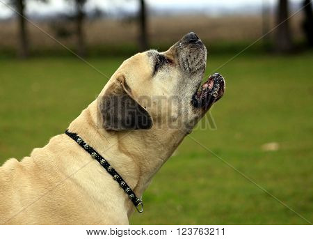 Boerboel