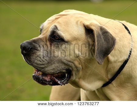 Boerboel