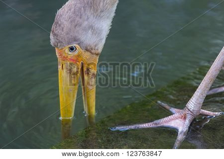 Yellw billed stork in Kuala Lumpur, Malaysia