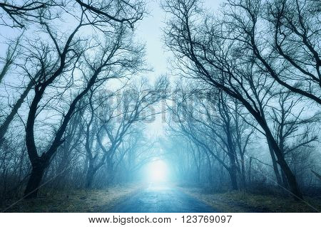 The road passing through scary mysterious forest with blue light in fog in autumn. Magic trees. Nature misty landscape