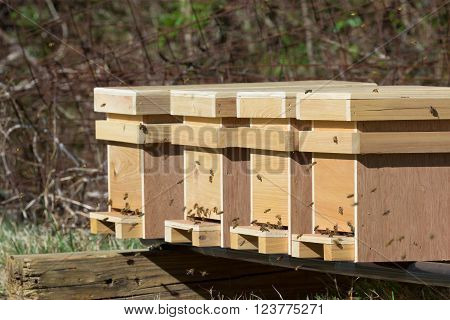Close up of new honey bee nucleus hives on a stand in an apiary in late afternoon sunshine.