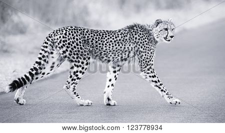Lone cheetah walking across a road at dusk