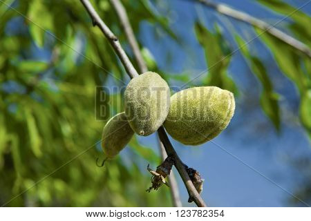 Closeup of a branch of wild almond tree with some green almonds Alor Mountain Range Extremadura Spain