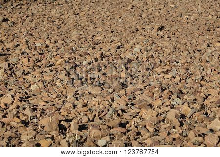 Rocks on a dry field in Africa.
