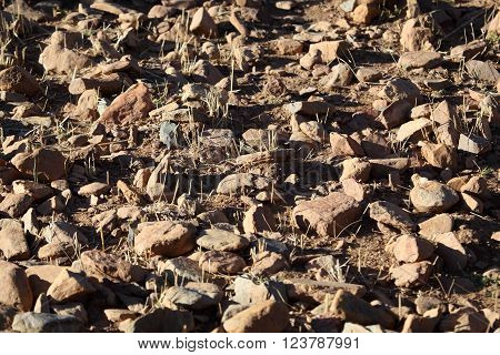 Rocks on a dry field in Africa.