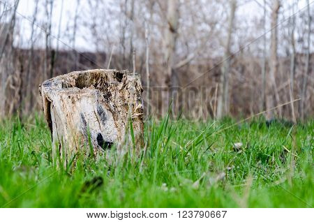 stump - this is all that remains of the tree
