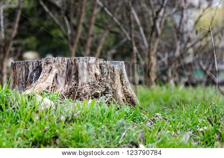 stump - this is all that remains of the tree