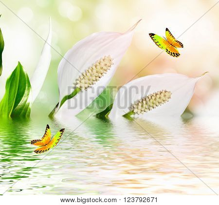 White delicate flowers Spathiphyllum. insects butterfly. nature