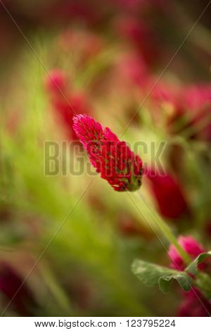 Flower of red trefoil in the green field
** Note: Shallow depth of field