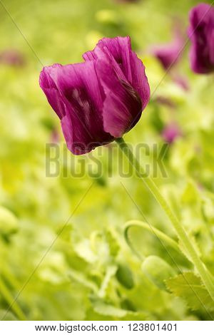 Detail of purple poppy in green field
** Note: Shallow depth of field