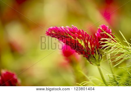 Flower of red trefoil in the green field and shallow depth of field