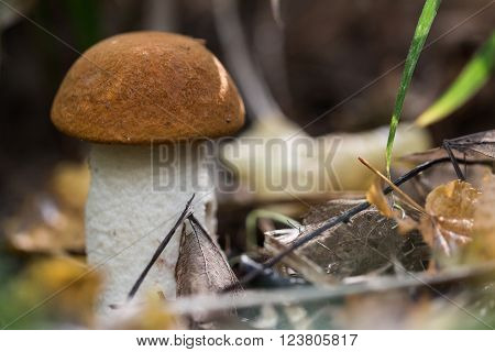 Lonely red boletus with autumn leafs in the forest.