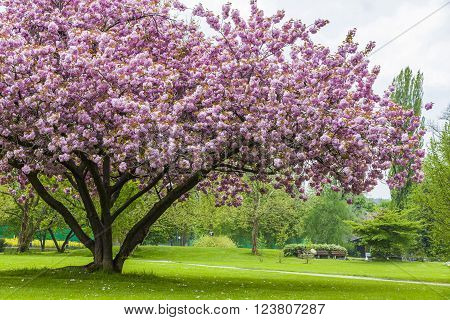 Beautiful Sakura Tree In The Park
