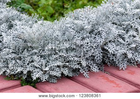 Cineraria in an urban environment, closeup, background