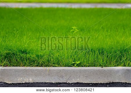 green grass, black asphalt and gray curbstone.  Improvement of the city. selective focus