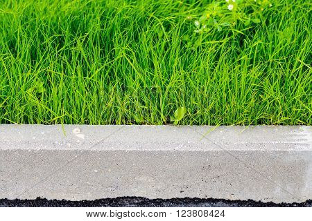green grass, black asphalt and gray curbstone.  Improvement of the city. selective focus