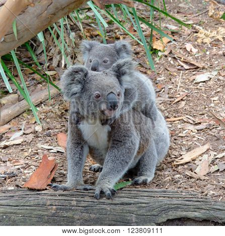 Koala and baby Koala on the ground