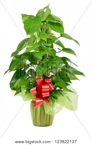 a gift-wrapped Epipremnum aureum plant with a red ribbon on a white background