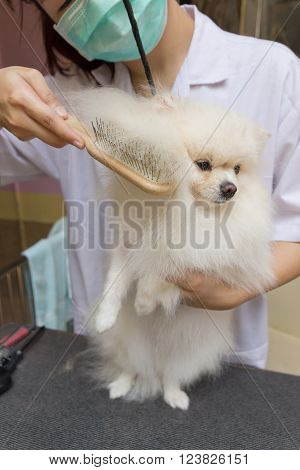 a cute white pomeranian smile is cutting