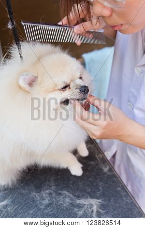 a cute pomeranian after shower with comb