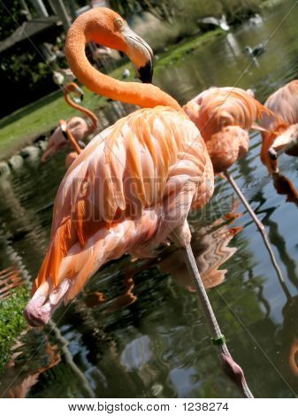 Flamingo Diagonal