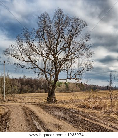 Lonely tree and road Sofrino Moscow region Russia