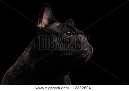 Close-up French Bulldog Dog like Monster in Profile view Isolated on black background