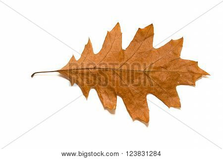 Dry autumn oak leaf on a over white