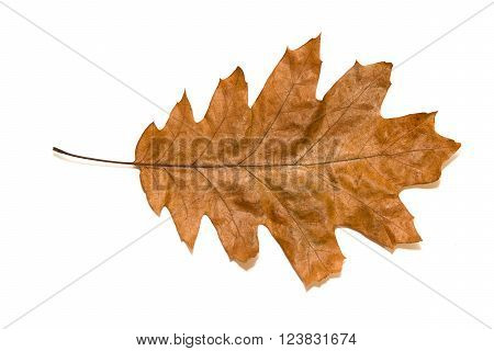 Dry autumn oak leaf on a over white