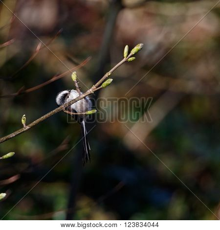 long tailed tit Aegithalos caudatus on branch in spring
** Note: Visible grain at 100%, best at smaller sizes