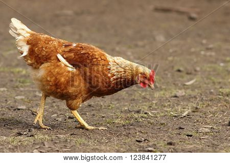 brown hen foraging for food in farm yard