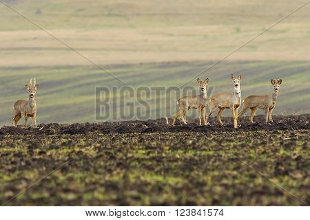 herd of roe deers foraging for food on agricultural field ( Capreolus capreolus ); image taken in early spring