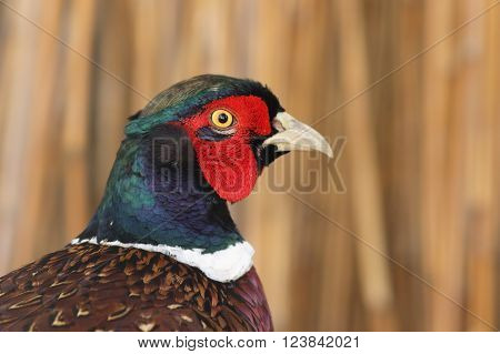 portrait of colorful male pheasant ( Phasianus colchicus )