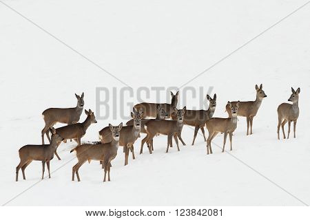 herd of roe deers on white snow ( Capreolus capreolus )