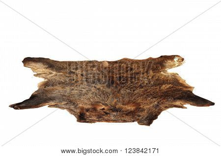 wild boar pelt from hunted animal isolation over white background