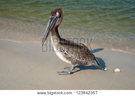 Brown pelican goes along the shore of the Gulf of Mexico Florida USA