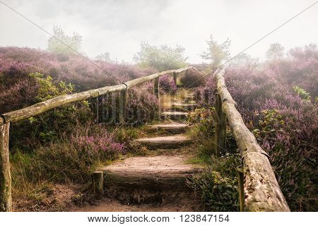 Autumn foggy morning in the national park the Veluwe Netherlands.